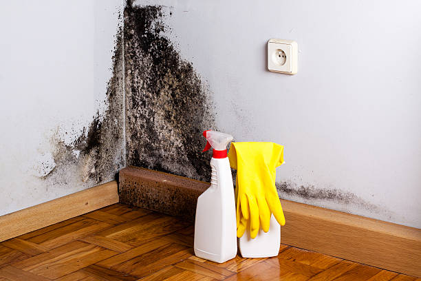 Best Biohazard Mold Removal  in Machesney Park, IL